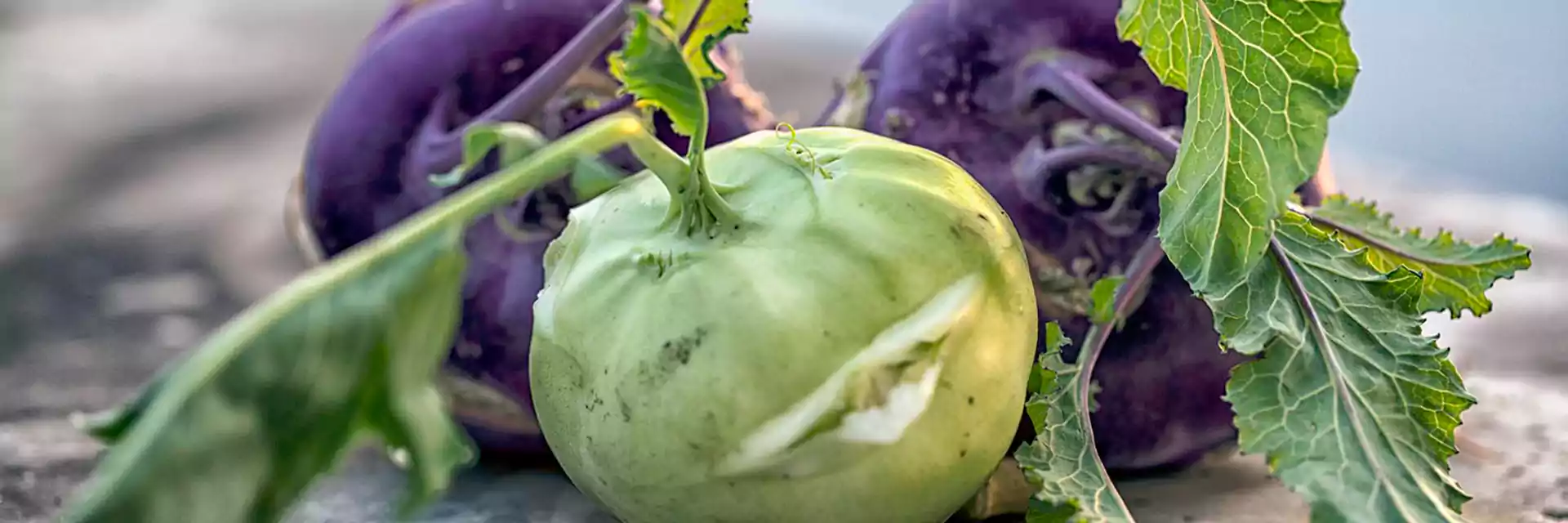 همه چیز با کلم قمری
